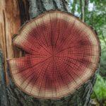 struktura czerwonego drewna